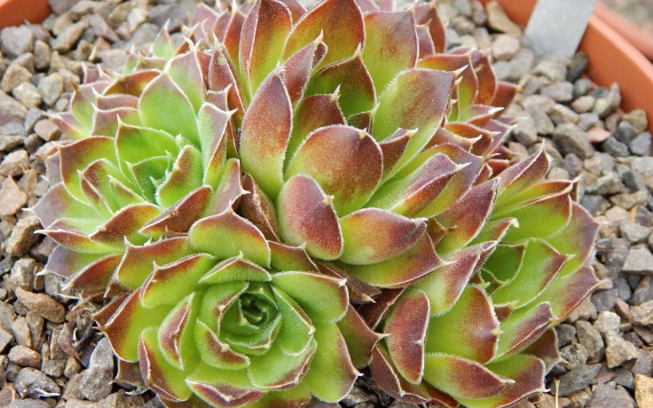 Jovibarba heuffelii Lanthe - Hens and chicks