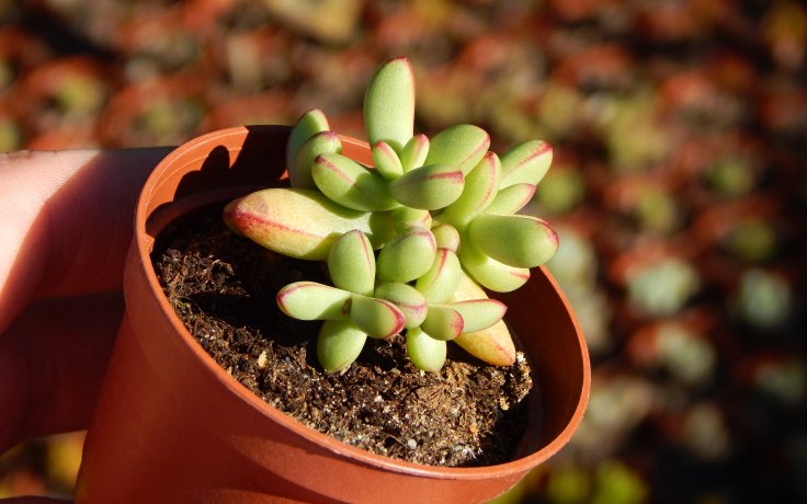 Crassula nudicaulis var. herrei sukulenty
