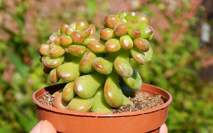 Sedum lucidum Obesum cristata - plochý rozchodník