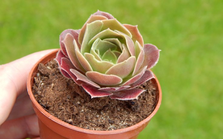 Aeonium Blushing Beauty Eonium sukulent