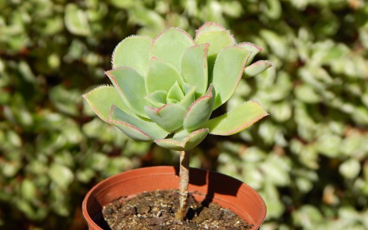 Aeonium haworthii - sukulenty a kaktusy