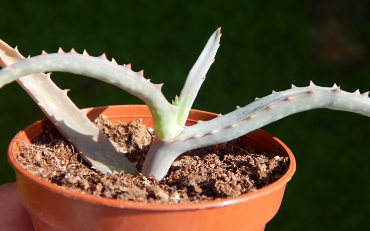 Aloe decaryi - sukulenty a kaktusy samek