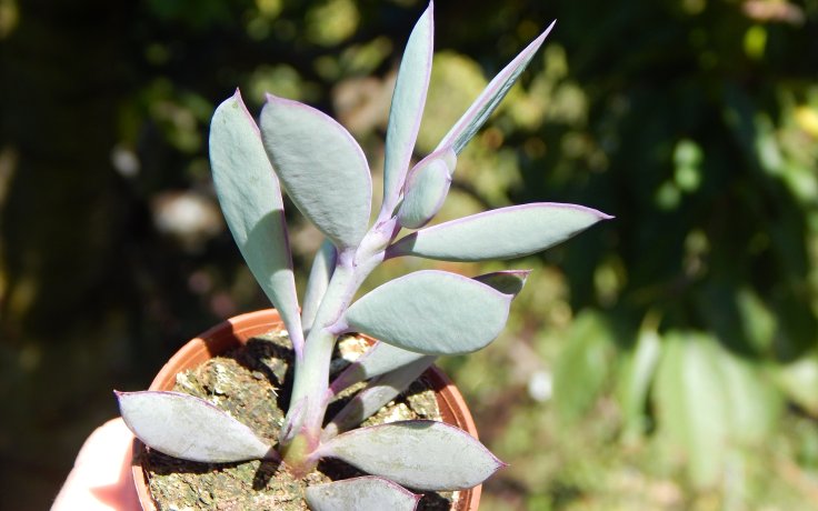 Senecio crassissimus - starček