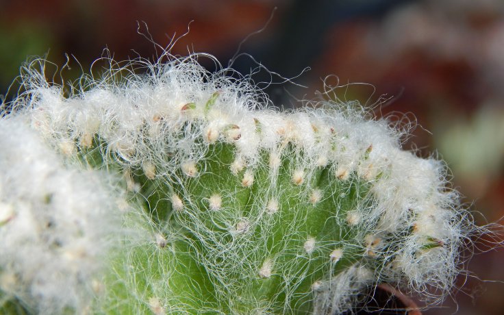Austrocylindropuntia vestita cristata - kristátní kaktus
