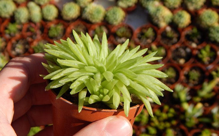 Haworthia Kikuhigasa sukulenty