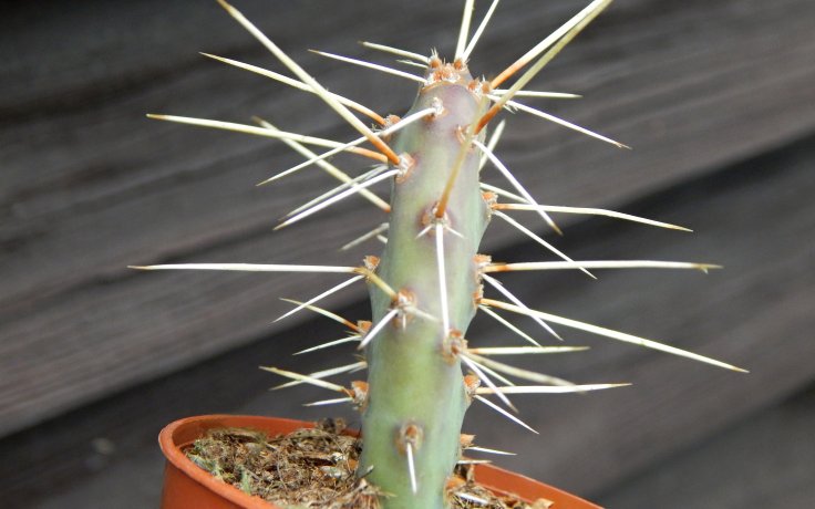 Opuntia phaeacantha var. salmonea - frost hardy cactus