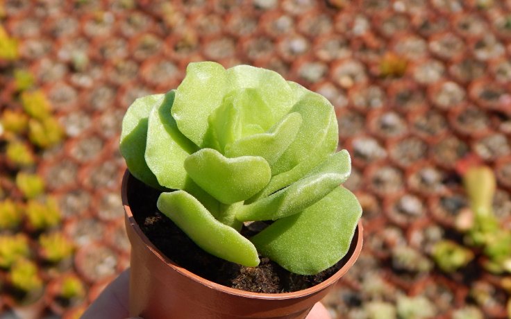Adromischus cristatus var. zeyheri pokojovka