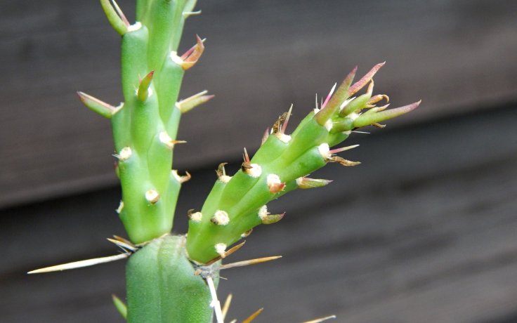 Cylindropuntia kleiniae cactus for garden
