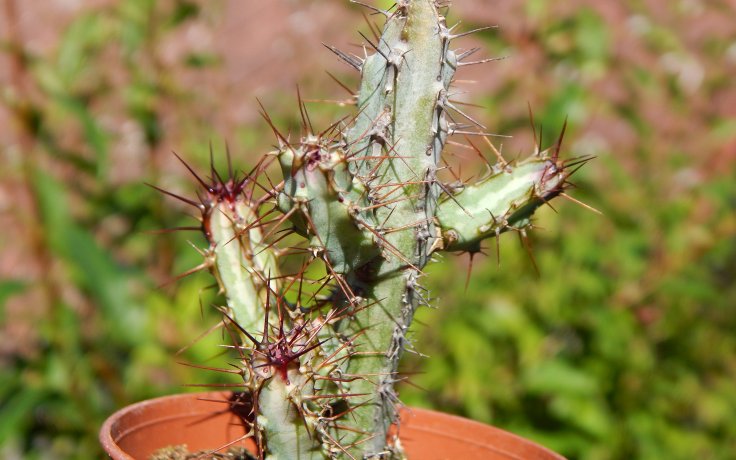 Euphorbia louwii - cacti