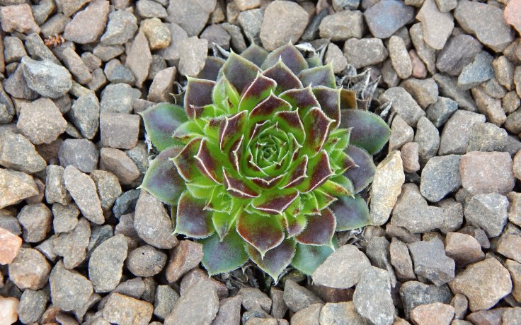 Jovibarba heuffelii Prisma - rock plant