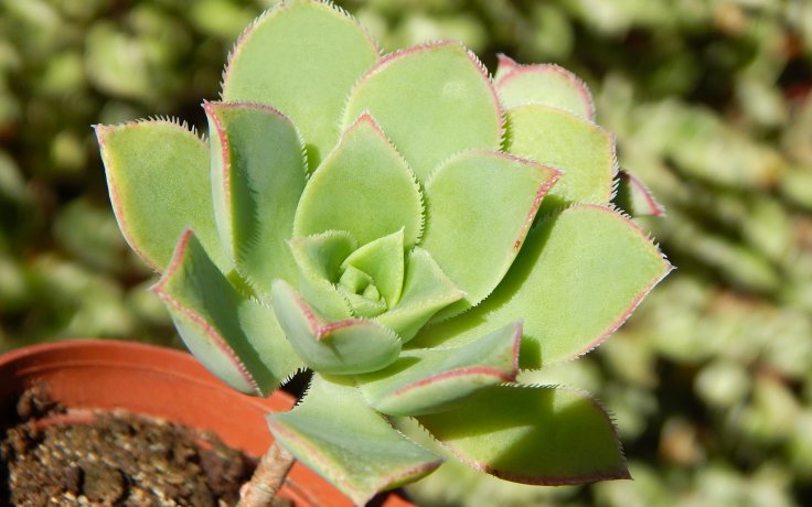 Aeonium haworthii - stromkový sukulent do aranžmá
