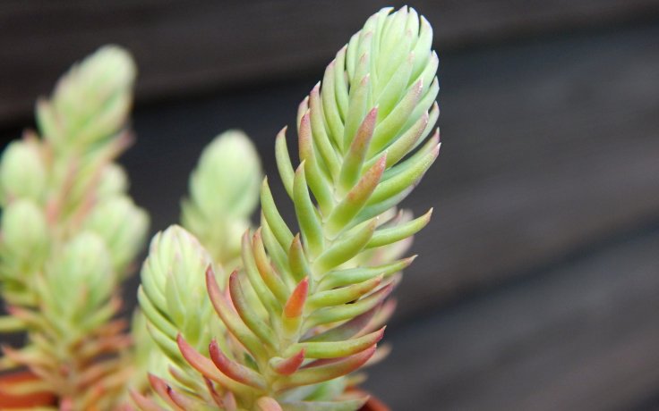 Sedum montanum