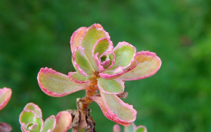 Sedum spurium Tricolor skalnička