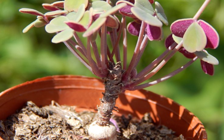 Oxalis Lima - succulents