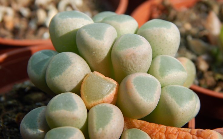 Fenestraria rhopalophylla subsp. aurantiaca