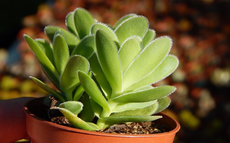 Crassula ciliata sukulenty samek