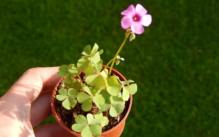 Oxalis articulata var. rubra (Bulbs Sorrel)