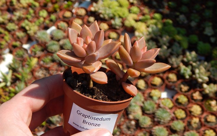 Graptosedum Bronze kříženec rostlina