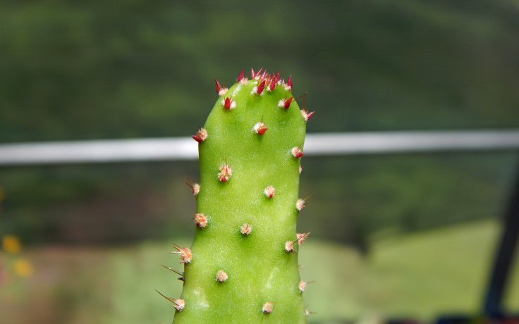 Opuntia monacantha pokojový kaktus
