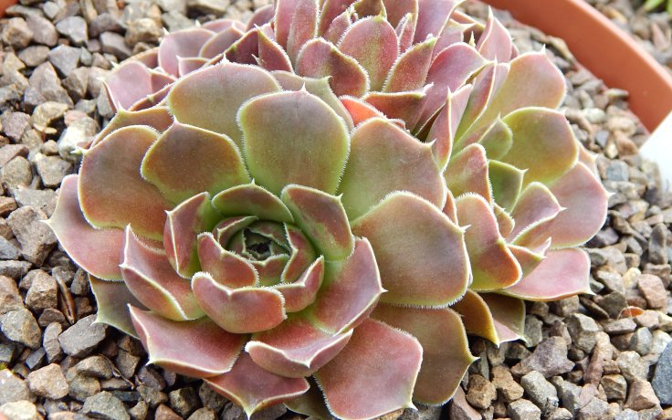 Jovibarba heuffelii Polderland - hen and chicks