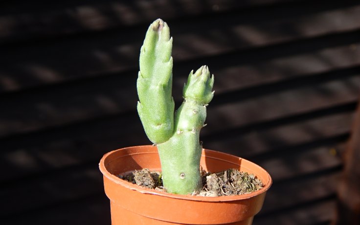 Stapelia grandiflora
