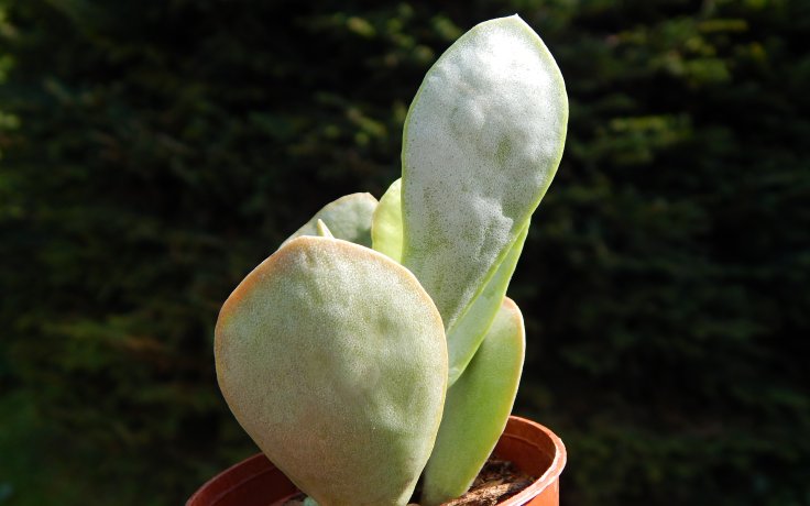 Adromischus hemisphaericus Silver sukulenty