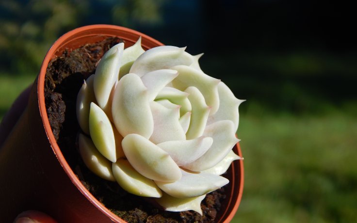 Echeveria Lola houseplant to sun