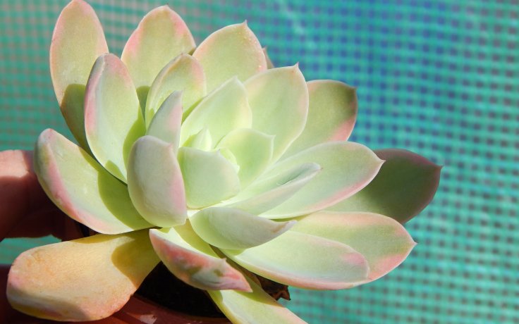 Echeveria Pink Vera variegata vzácná rostlina