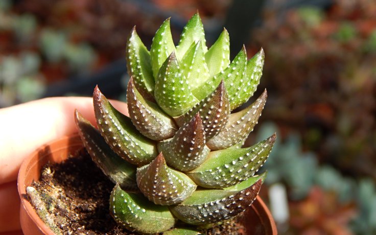 Haworthia coarctata