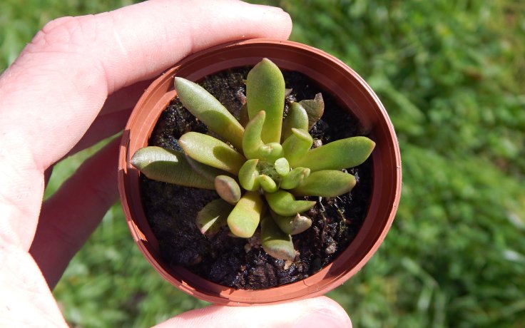 Anacampseros marlothii - sukulenty a kaktusy