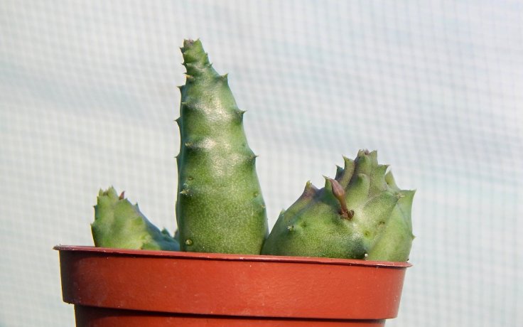 Piaranthus decorus sukulenty