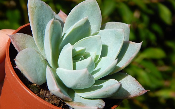 Sedum suaveolens - pokojový sukulent