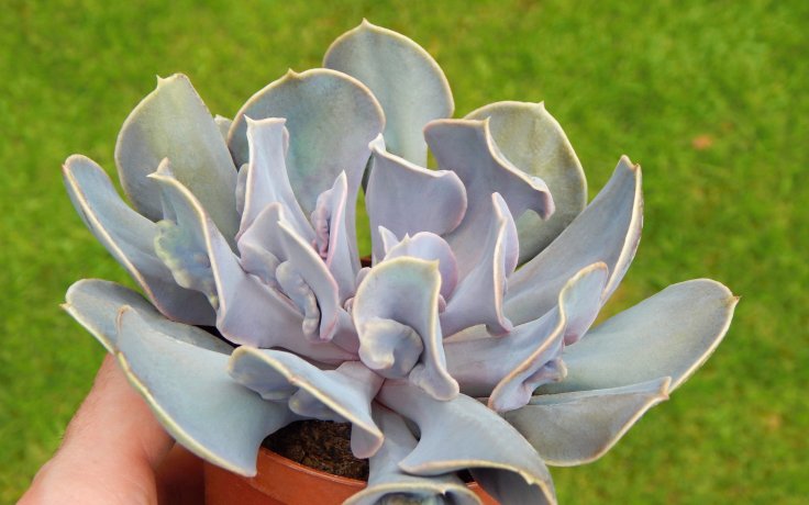 Echeveria Trompette - dužnatka