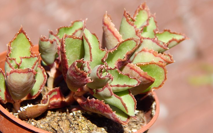 Kungia aliciae var. komarovii - sukulenty na prodej