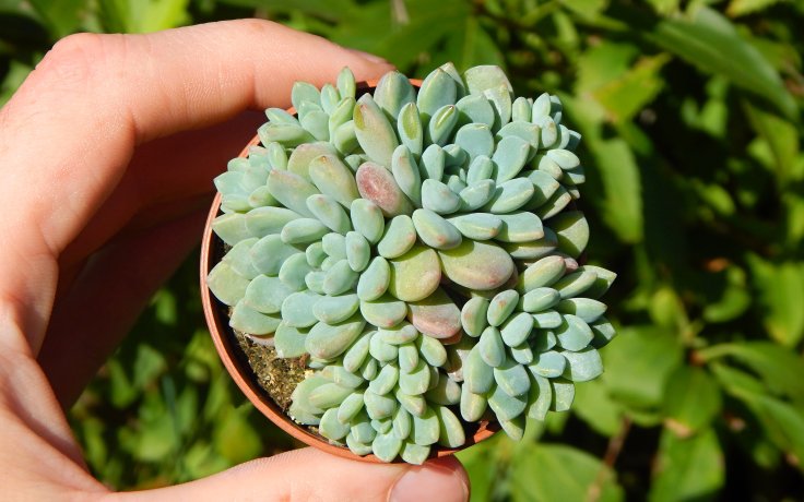 Echeveria subcorymbosa Lau 30 Puebla - sukulenty a kaktusy samek