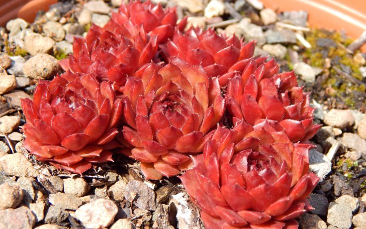 Sempervivum Fire Glint
