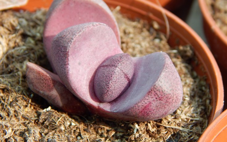 Pleiospilos nelii Rubra - červený živý kámen