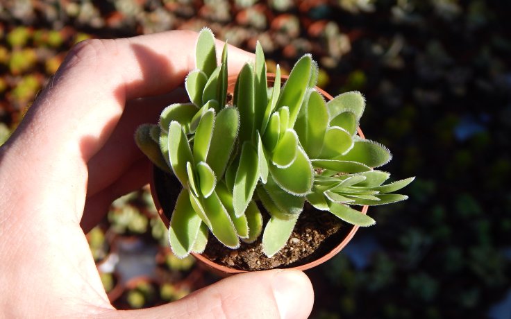 Crassula ciliata pokojovka na parapet