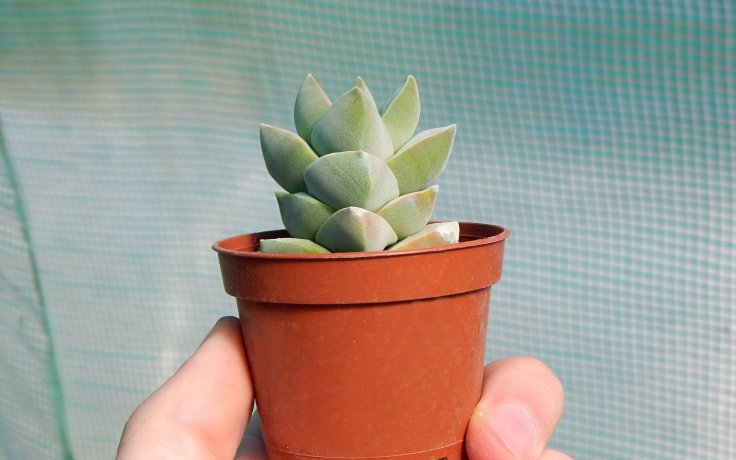 Crassula Moonglow