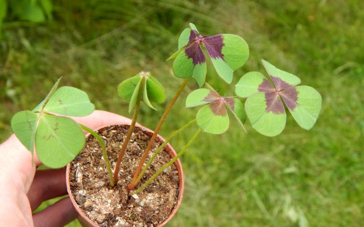 Oxalis deppei cibulovina