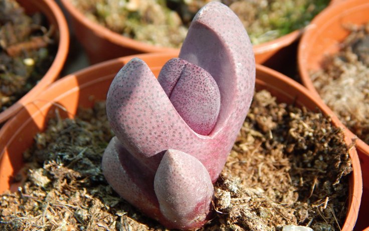 Pleiospilos nelii Rubra - červený živý kámen