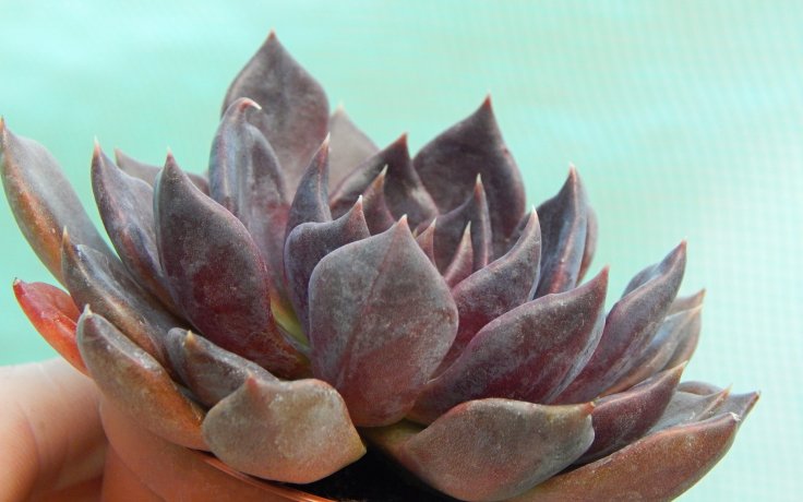 Echeveria Black Prince sukulenty