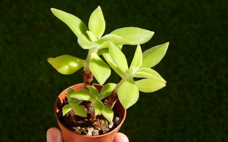 Echeveria harmsii