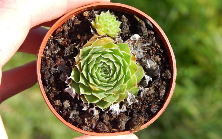 Jovibarba heuffelii Prisma