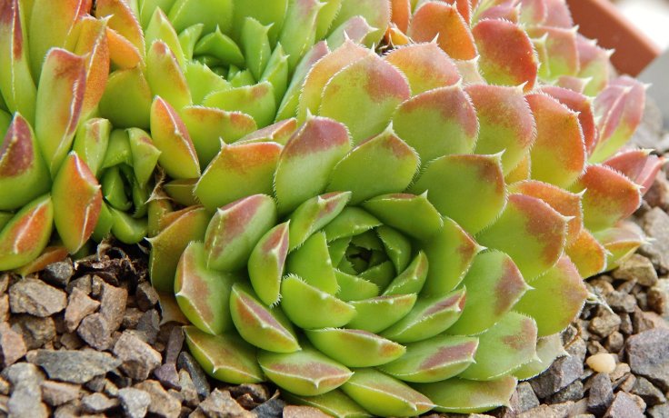 Jovibarba heuffelii Jemina