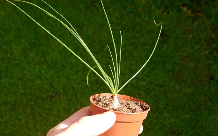 Albuca polyphylla