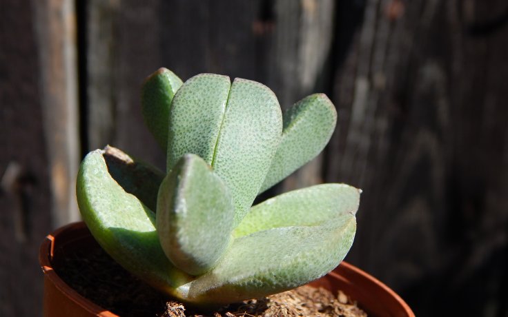 Pleiospilos rouxii