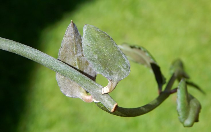 Ceropegia sandersonii x radicans - převislý sukulent