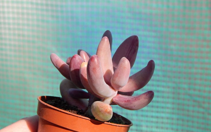 Pachysedum Ganzhou