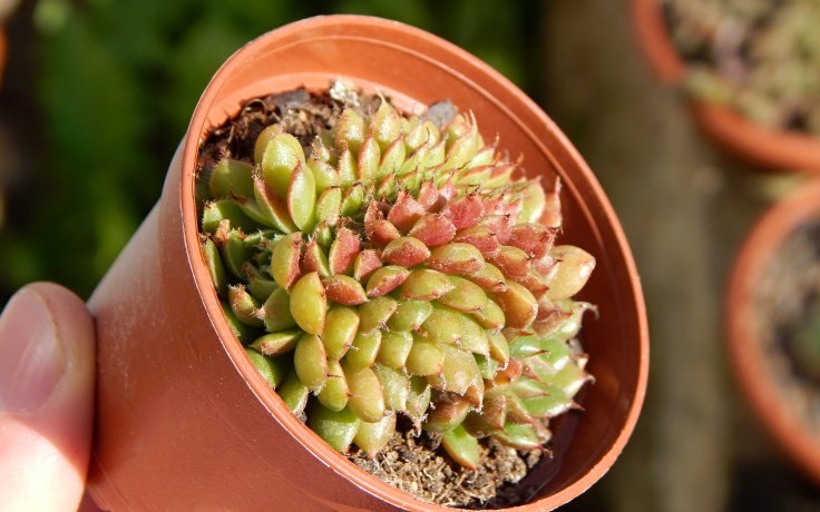 Graptoveria Iona cristata